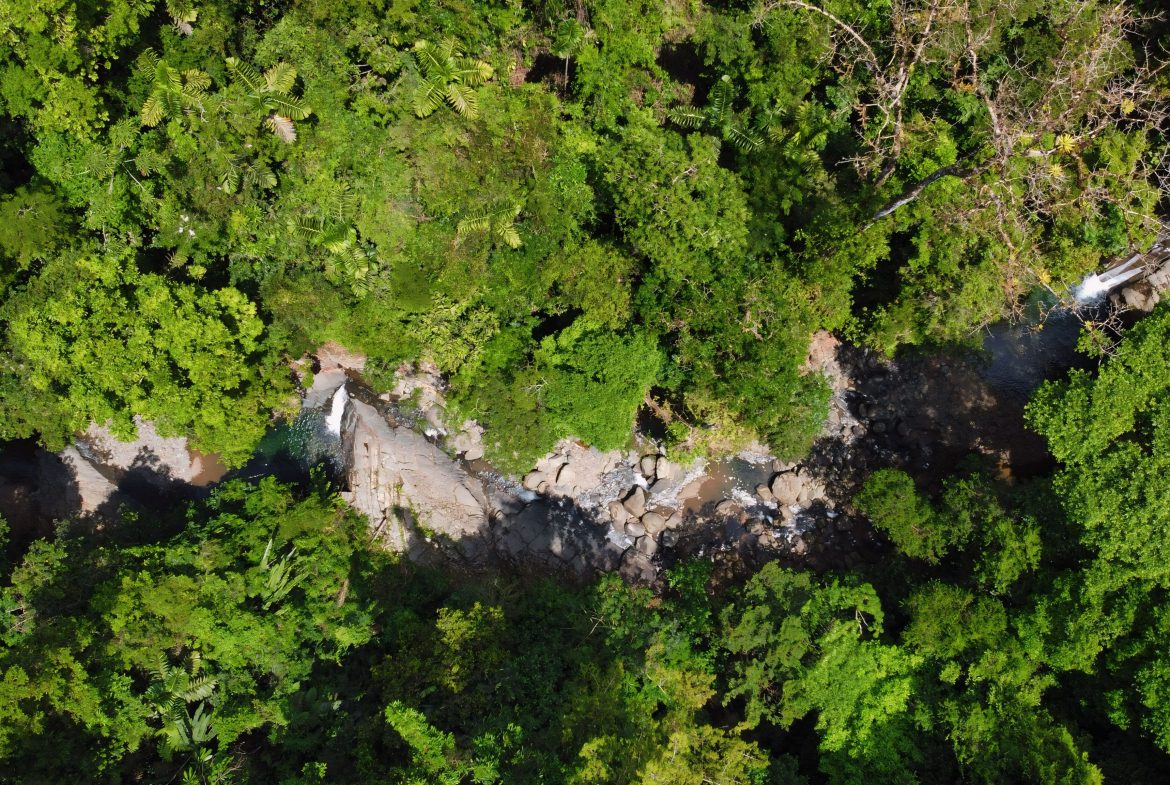 JUNGLE DREAMS FARM: WHERE NATURE MEETS SERENITY – 20 ACRES